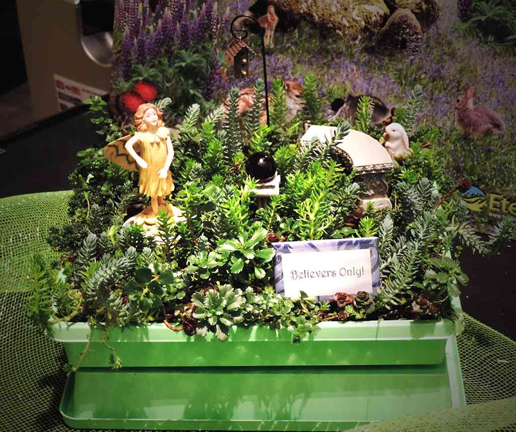 Sedum Child Fairy Gardens